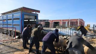 Cihanbeyli’den Deprem Bölgesine Küçükbaş Hayvan Yardımı